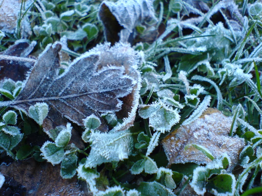 Winter planten in januari Winter planten in januari