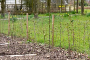 Haag planten