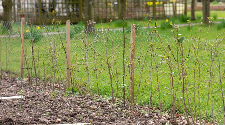 Haag planten