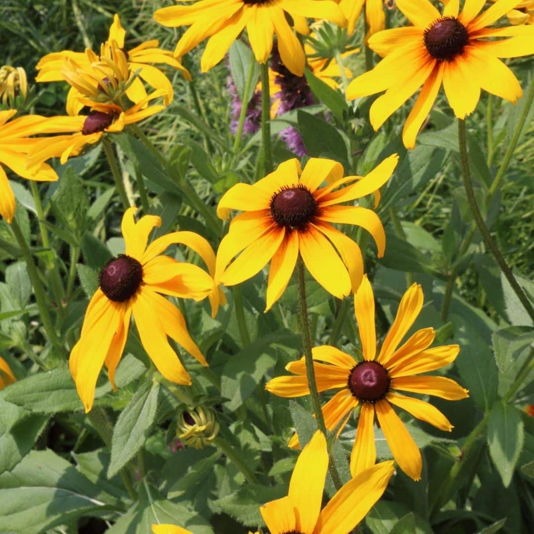 Rudbeckia planten