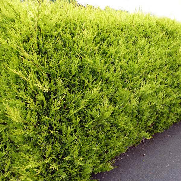 Conifeer planten Conifeer planten