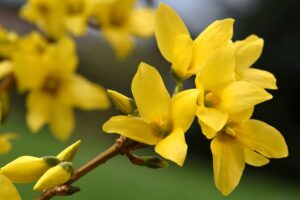 Forsythia plant snoeien