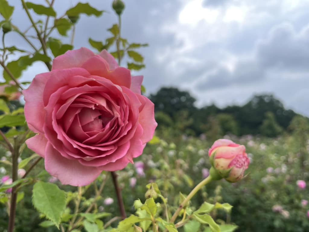 Rozen snoeien Rozen snoeien