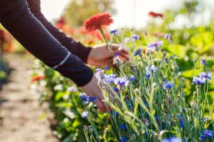 Picking flowers