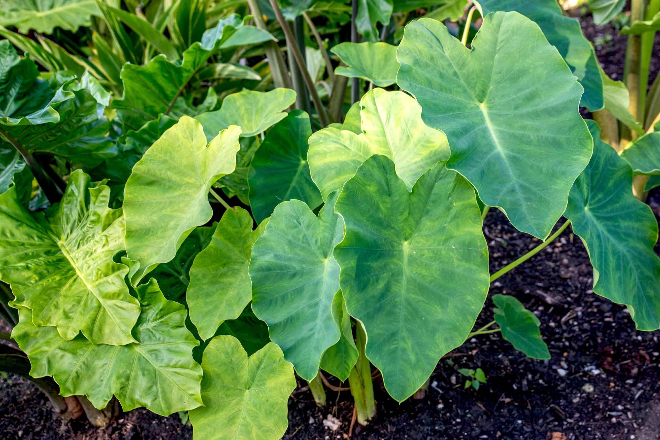 Grootbladige planten in juli