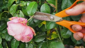 Uitgebloeide bloemen verwijderen in juli