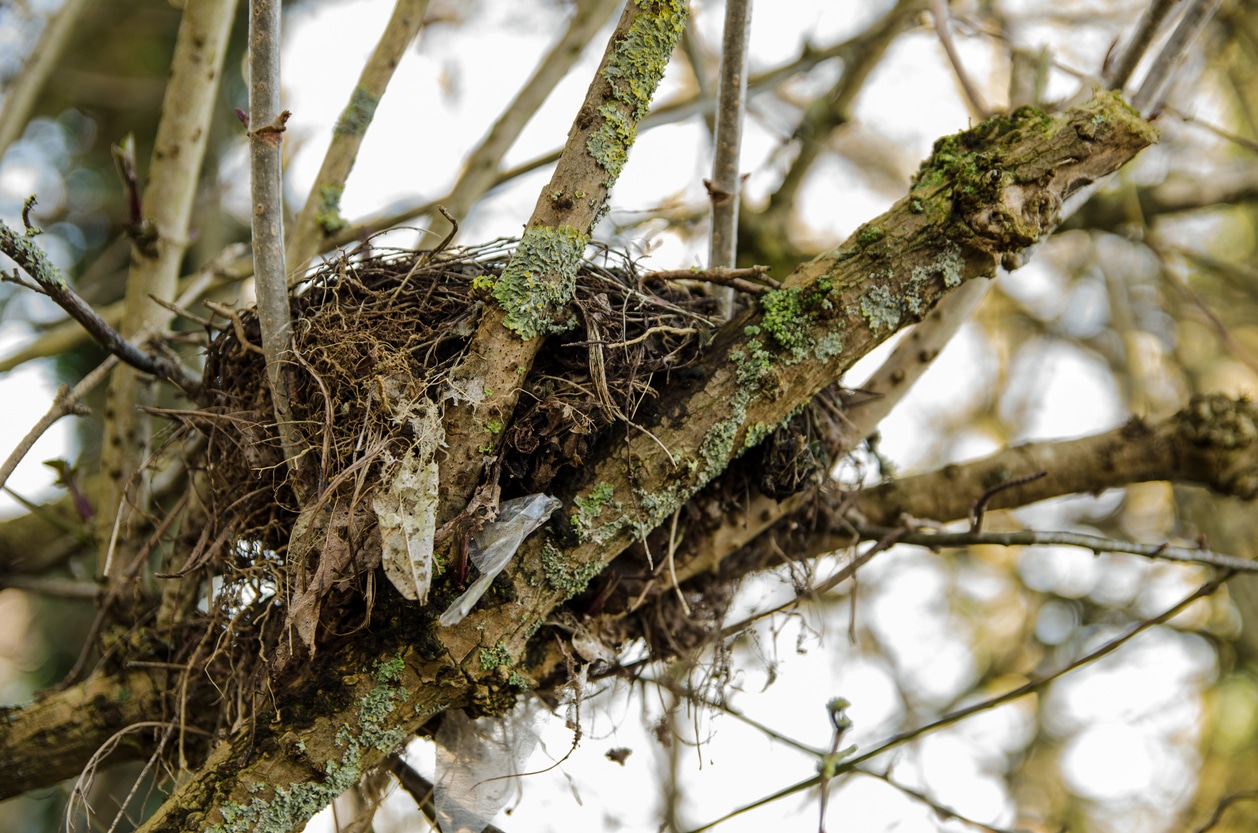 Vogelnesten checken voor snoeien Vogelnesten checken voor snoeien