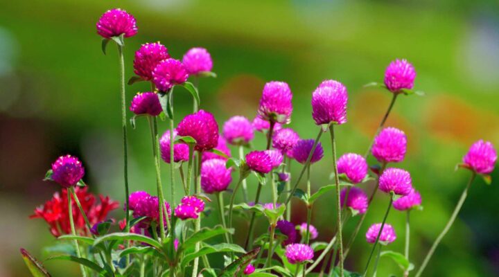 Zomerbloemen in juli