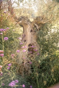Olijfboom tuin Drachten