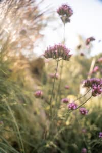 Beplanting Drachten