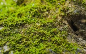 Mossen in tuin