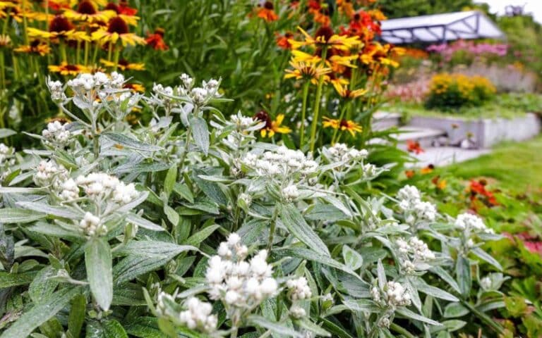 Beplanting tuin Groningen
