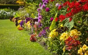 Bloemrijke beplanting Groningen