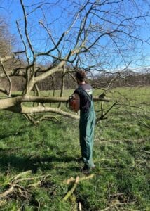 Bomen snoeien en kappen Groningen