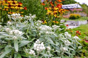 Beplanting laten aanleggen Groningen en Friesland