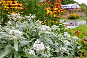 Beplanting laten aanleggen Groningen en Friesland