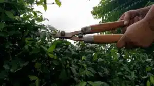 Tuin laten onderhouden