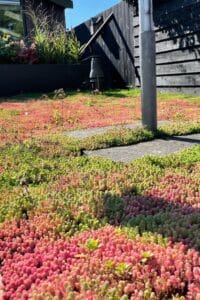 Sedumbeplanting tussen tegels in een zonnige tuin met zwarte schutting en verhoogde plantenbak op de achtergrond.