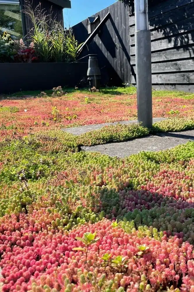 Duurzame tuin met vetplanten Sedumbeplanting tussen tegels in een zonnige tuin met zwarte schutting en verhoogde plantenbak op de achtergrond.