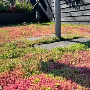 Vetplanten in Haren