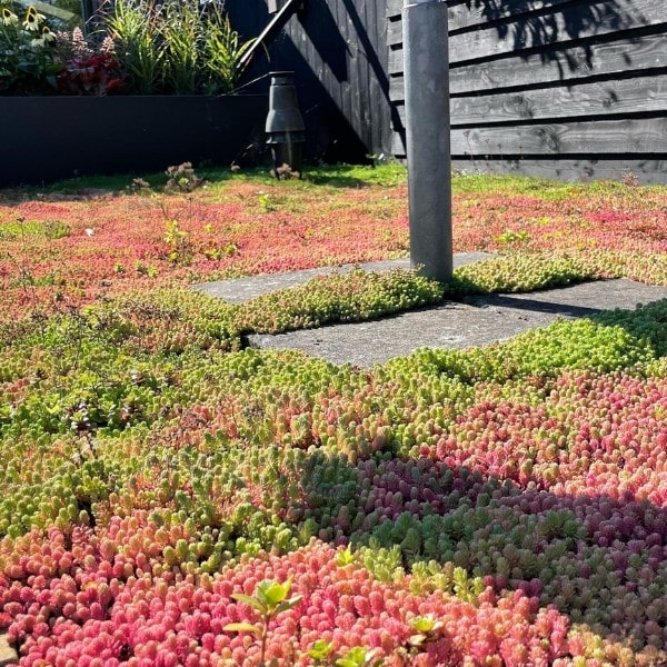 Vetplanten in tuin