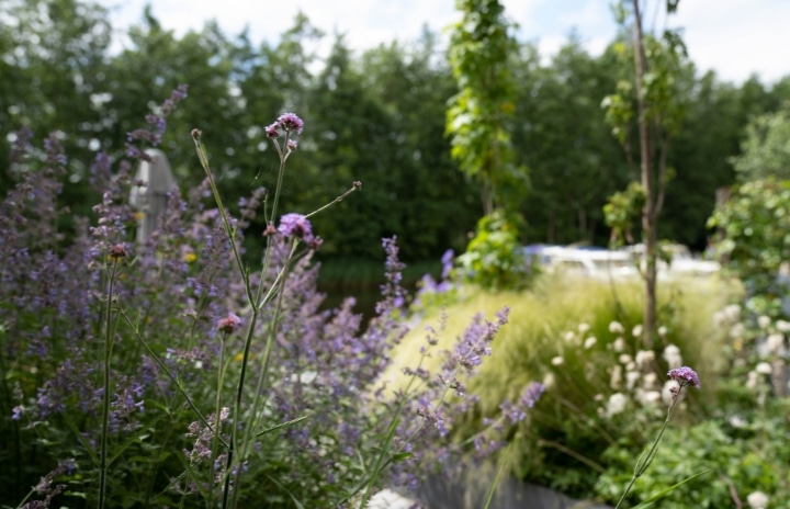 Wilde planten Paterswolde