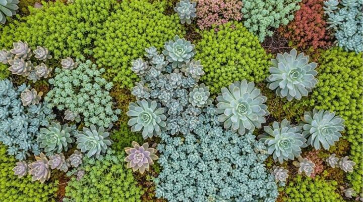 Groendak sedums en vetplanten