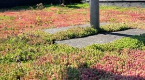 Groene en rode vetplanten