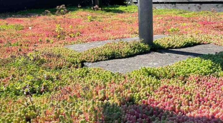 Groene en rode vetplanten