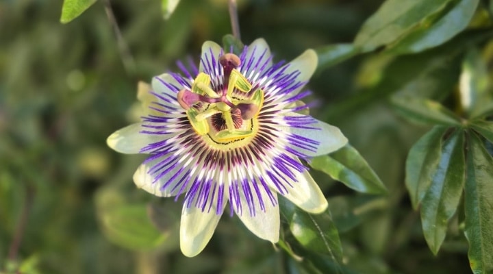 Beplanting dim hovenier