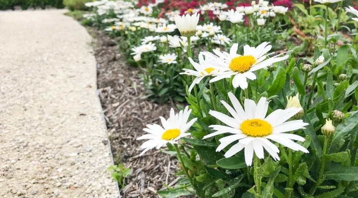 Beplanting wit dim hovenier