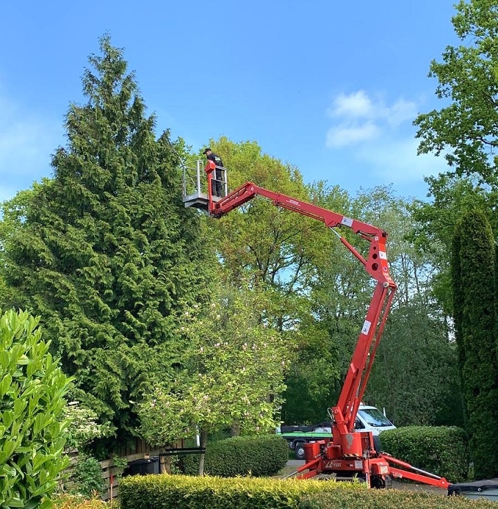 Hovenier boom snoeien