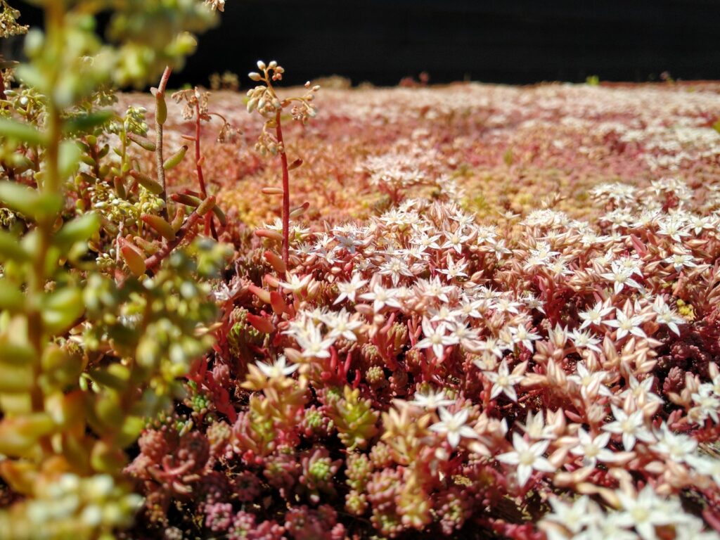 Sedum Dak Beplanting – Aanleggen & Onderhoud | Drachten • Groningen • Leek