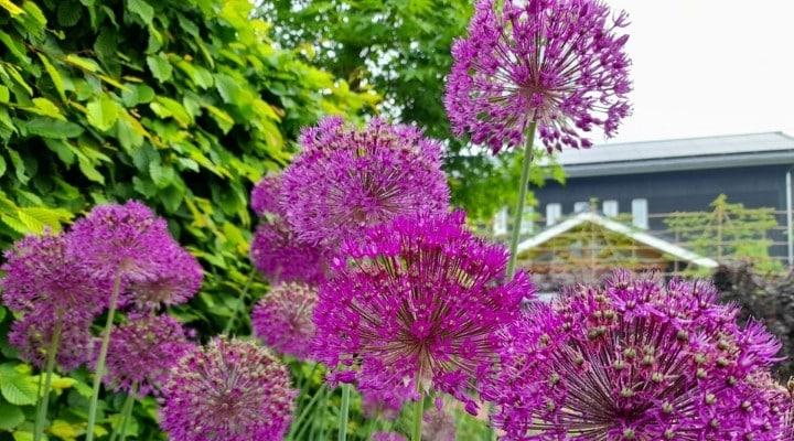Kleurrijke beplanting Dim hovenier