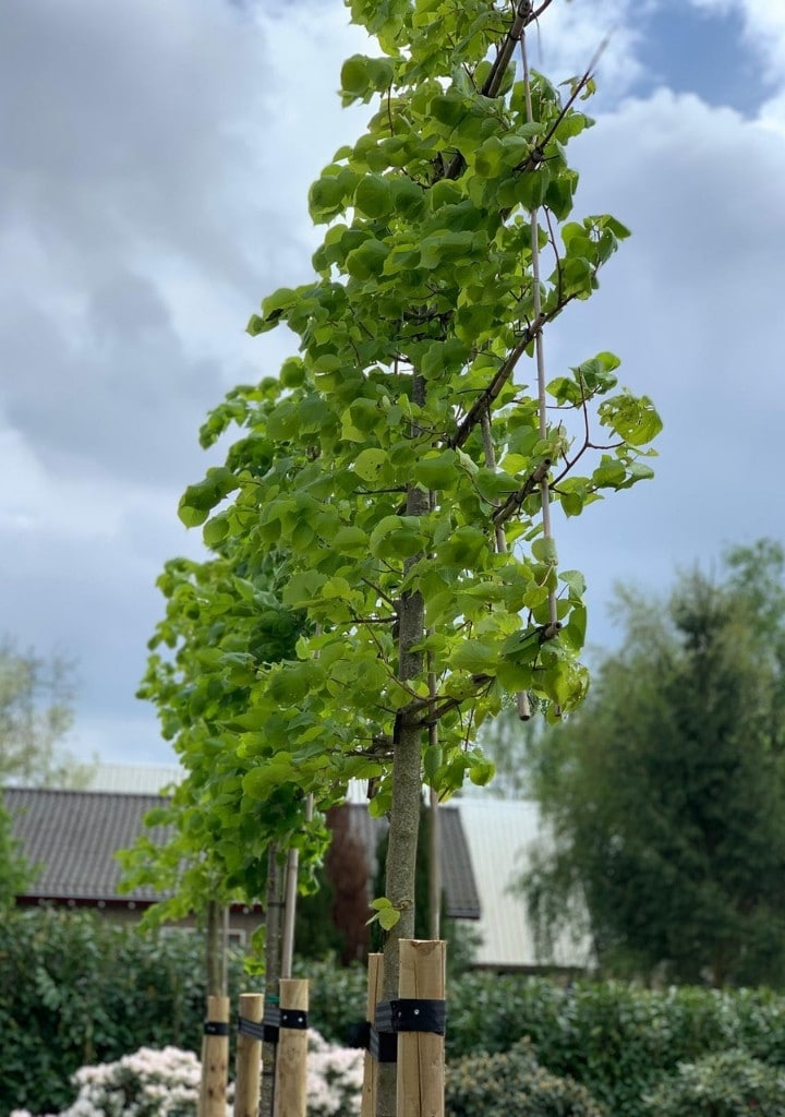 Leiboom dim hovenier