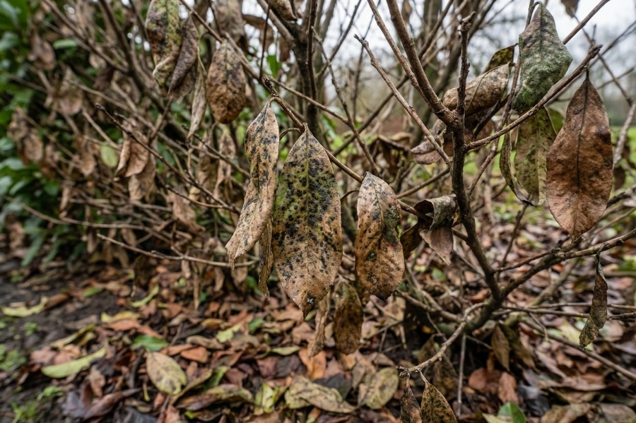 Dode laurierhaag met bruin blad en bladval