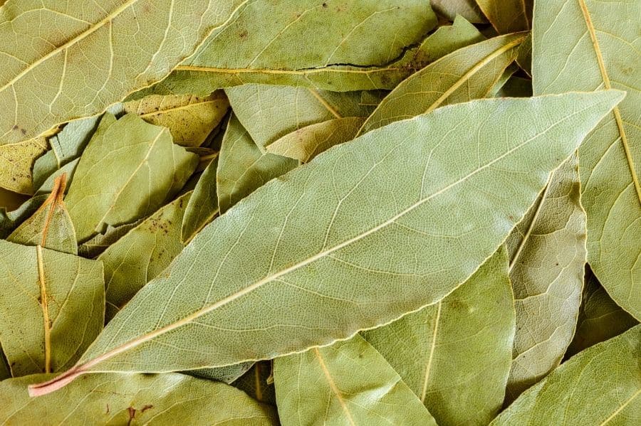 gezonde laurier bladeren