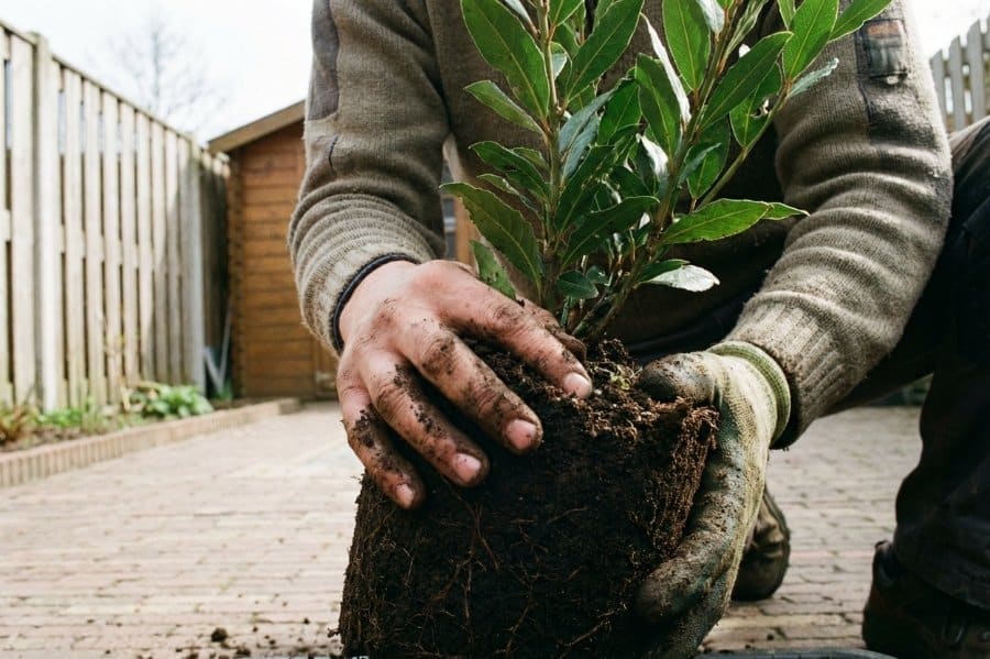 Laurier aanplanten met zichtbare wortels en kluit, tuinonderhoud in achtertuin