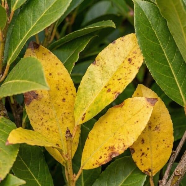 gele laurier bladeren