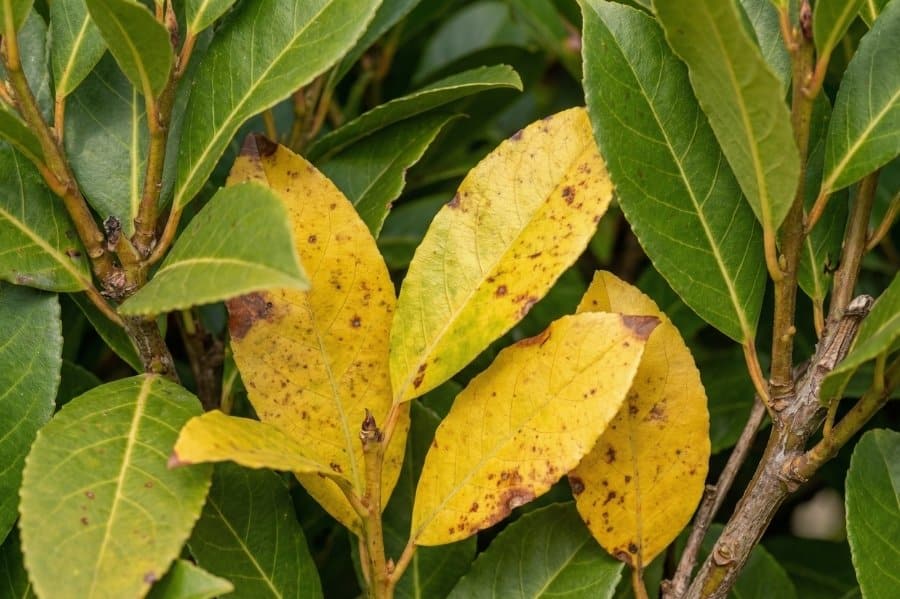 gele laurier bladeren