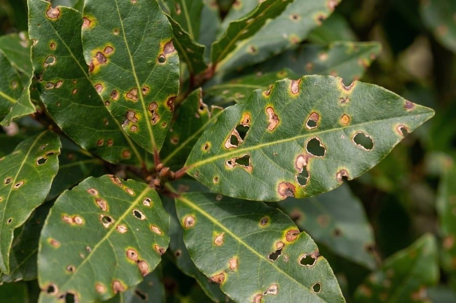 Schimmelziekte hagelschot op laurier, gaatjes in blad met donkere rand