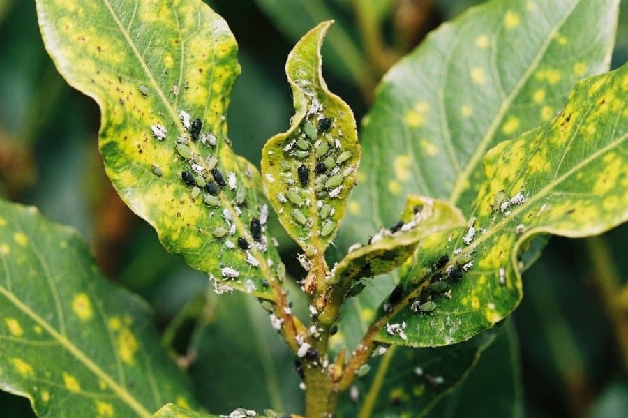 Aangetaste laurier door luis, insecten op blad en scheuten met verkleuring