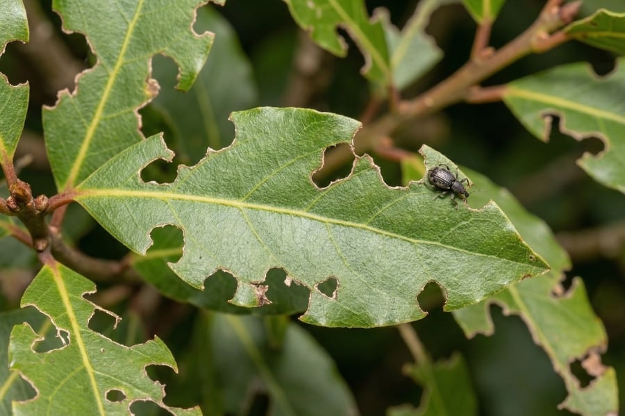 Vraat aan laurier door taxuskever, bladschade en gaten in laurierhaag