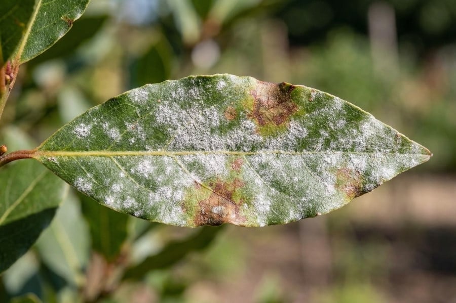Valse meeldauw op laurier, wit laagje op blad met verkleuring en vlekken