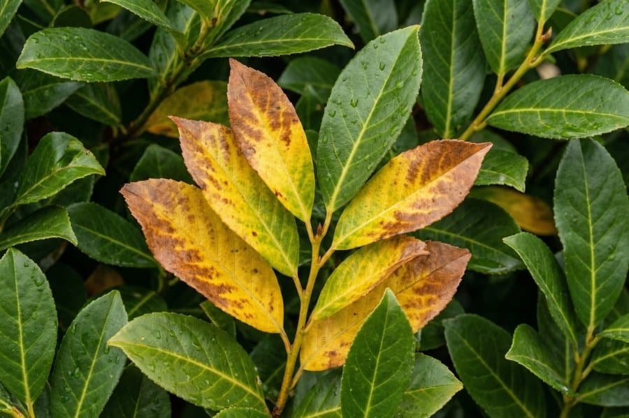 Gele bladeren in laurierhaag met bruine vlekken, mogelijke bladschade laurierkers