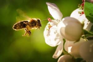 Diervriendelijke tuin met bloeiende planten voor bijen