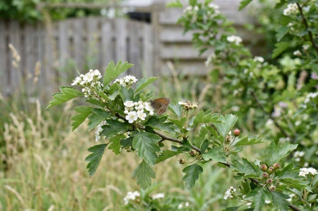 Meidoorn in bloei met vlinder in een diervriendelijke tuin