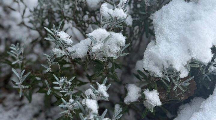 Tuin januari beplanting