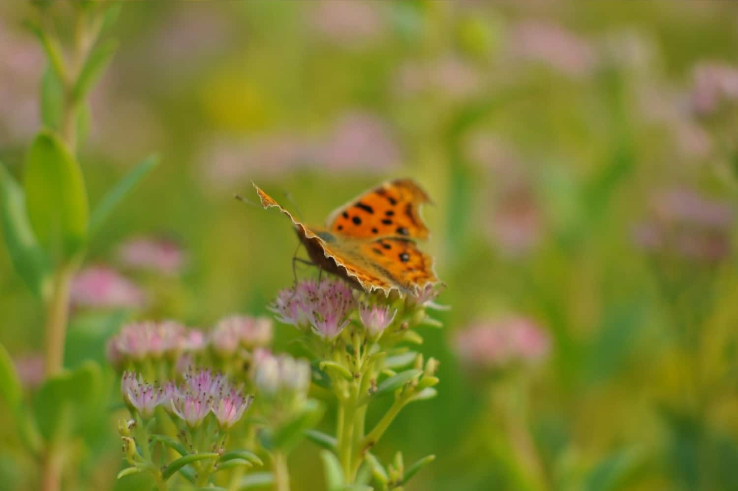 Natuurlijke tuin met ruimte voor vlinders