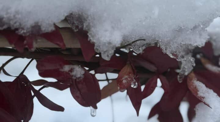 Winter beplanting DIM